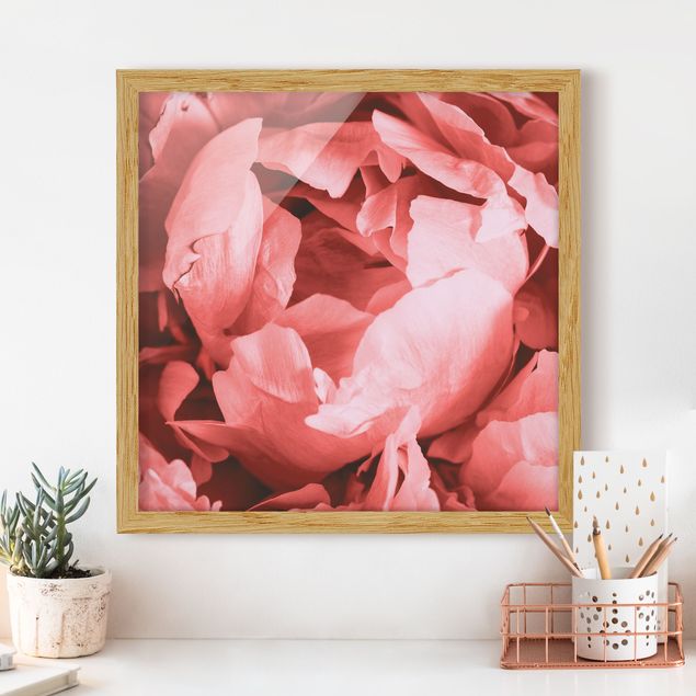 Framed poster - Peony Blossom Coral