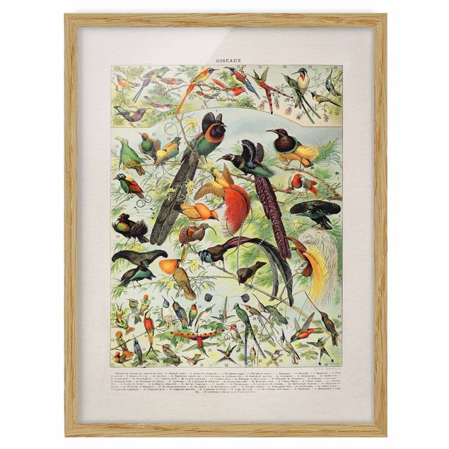 Framed poster - Vintage Board Birds Of Paradise