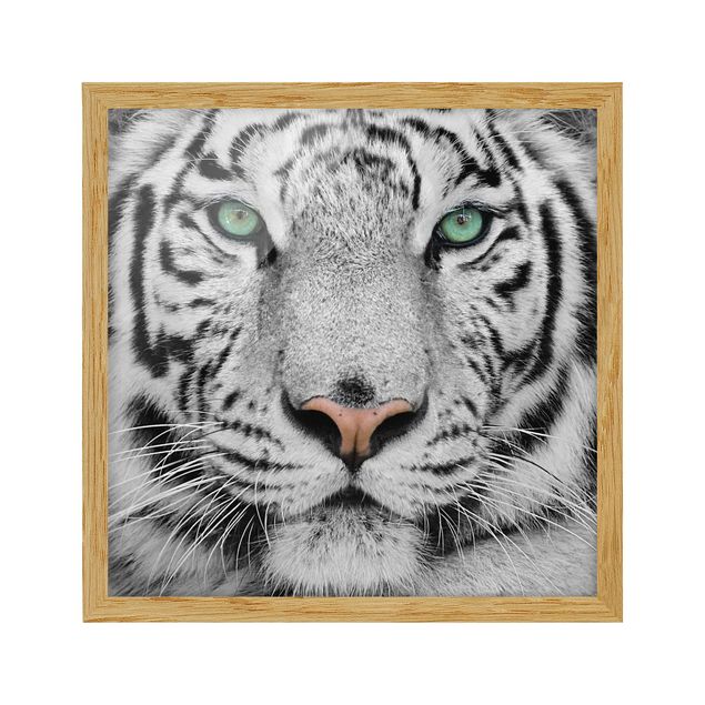 Framed poster - White Tiger