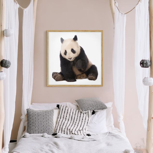Framed poster - Panda Paws