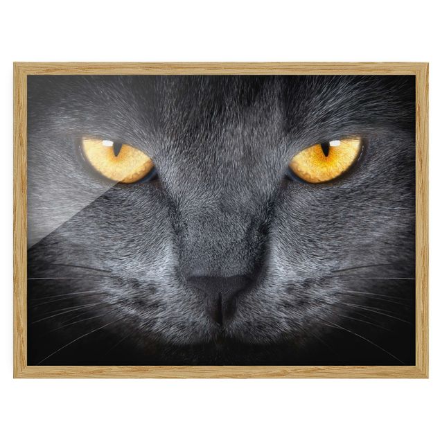 Framed poster - Cat's Gaze