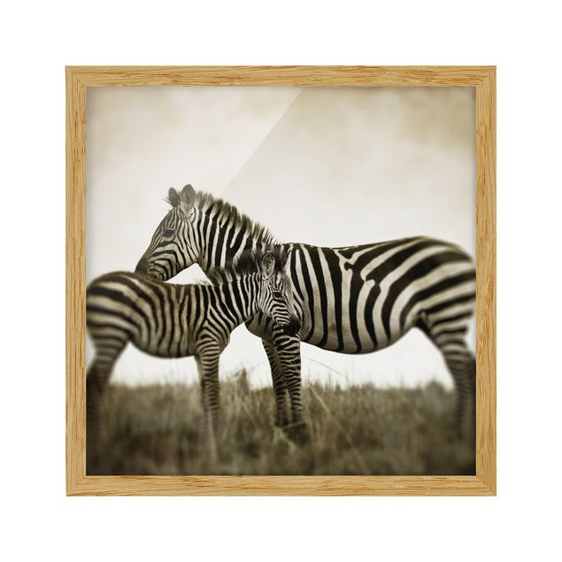 Framed poster - Zebra Couple