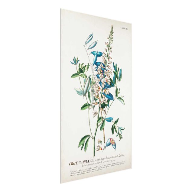 Glass print - Vintage Botanical Illustration Legumes