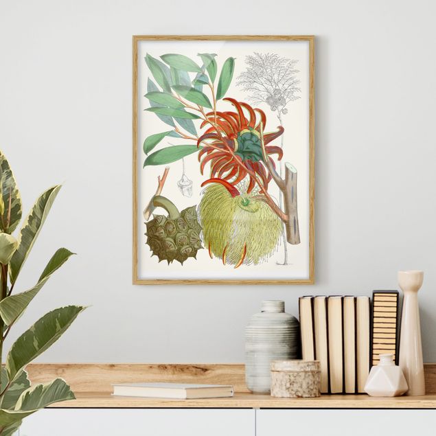 Framed poster - Vintage Illustration Tropical Flowers II