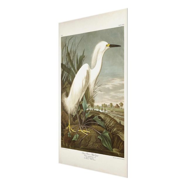 Glass print - Vintage Board White Heron I