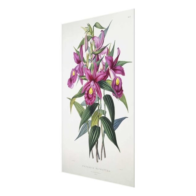 Glass print - Maxim Gauci - Orchid I
