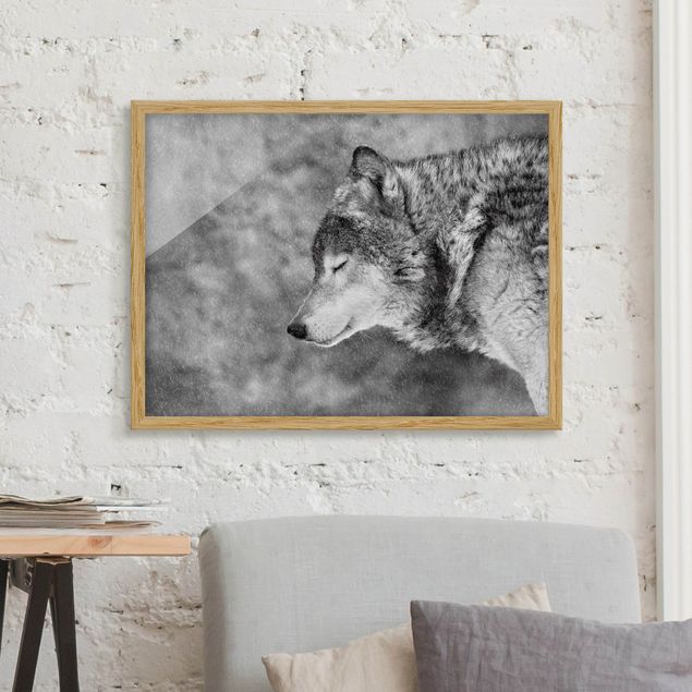 Framed poster - Winter Wolf