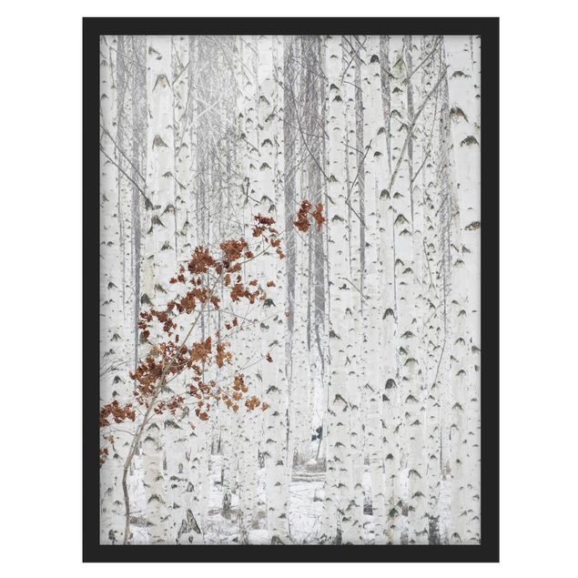 Framed poster - Birch Trees In Autumn