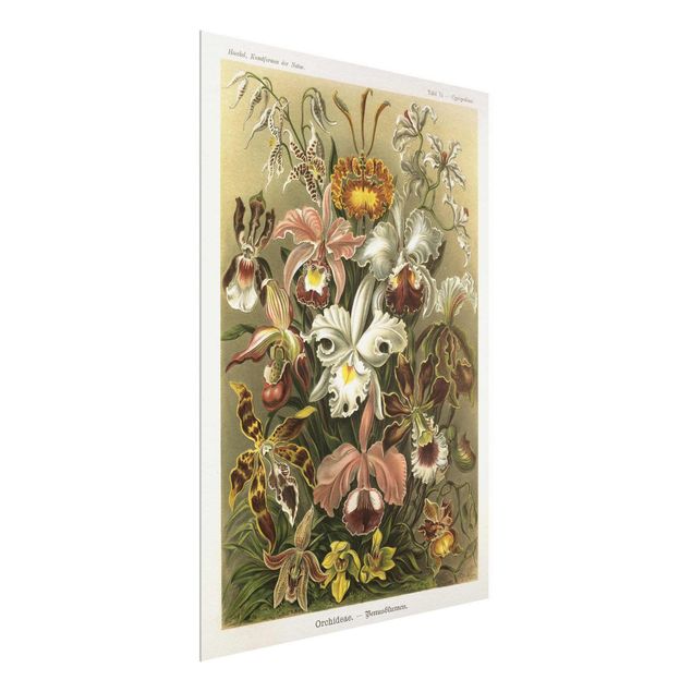 Glass print - Vintage Board Orchid