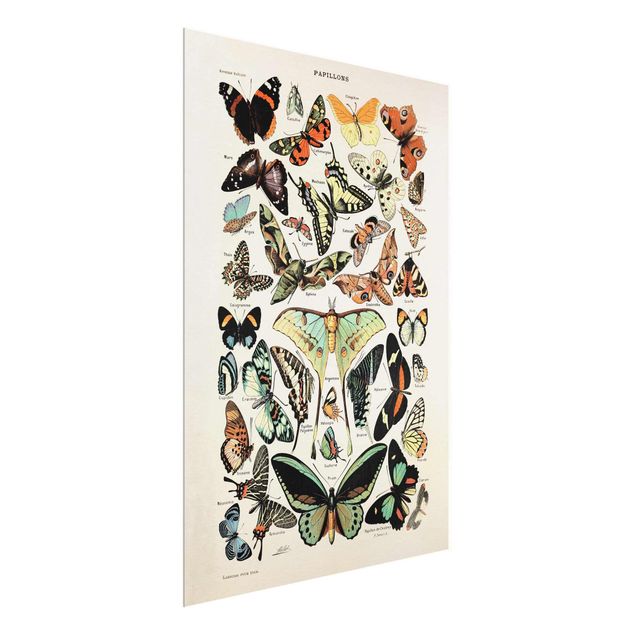 Glass print - Vintage Board Butterflies And Moths
