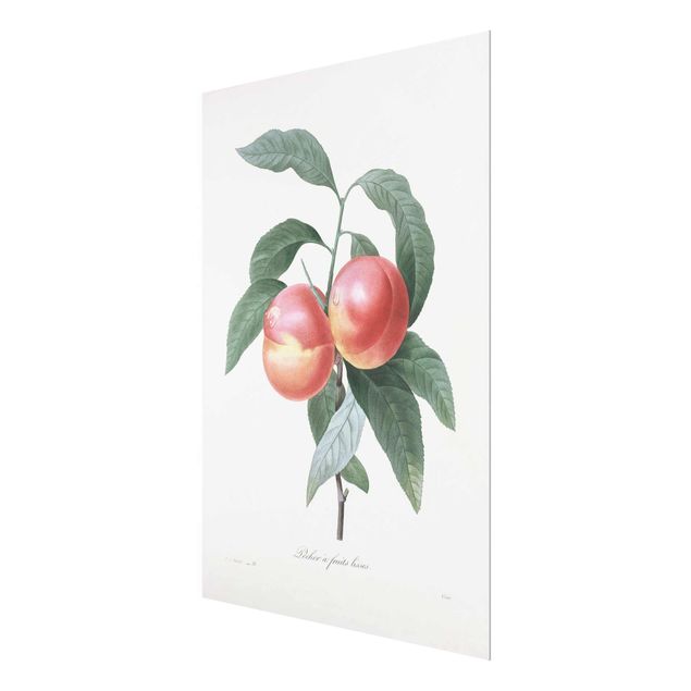 Glass print - Botany Vintage Illustration Peach