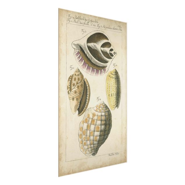 Glass print - Vintage Conch Drawing Yellow