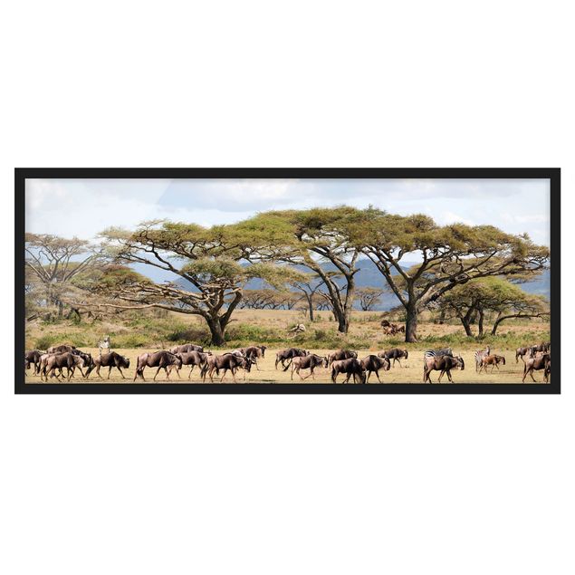 Framed poster - Herd Of Wildebeest In The Savannah