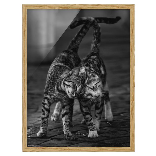 Framed poster - Cat Friendship