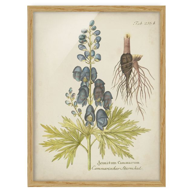Framed poster - Vintage Botany In Blue Monkshood