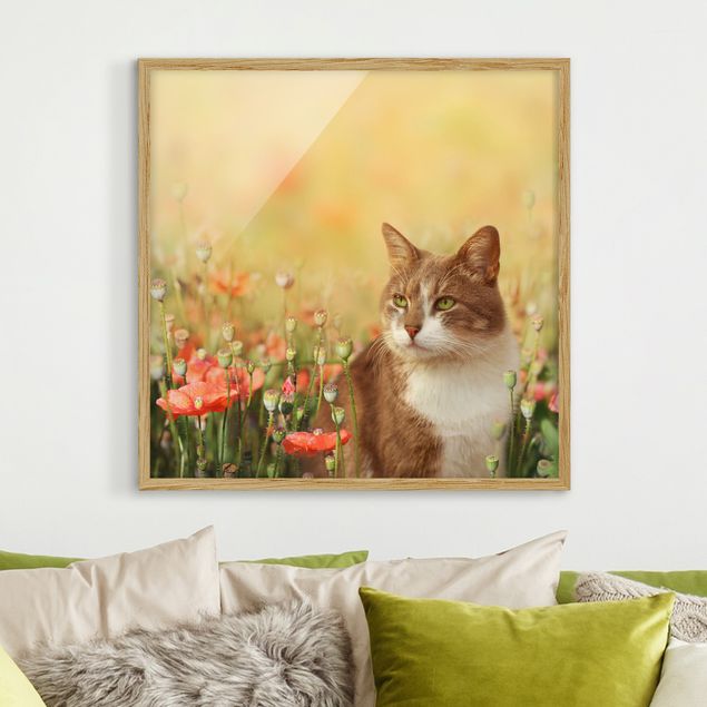 Framed poster - Cat In A Field Of Poppies