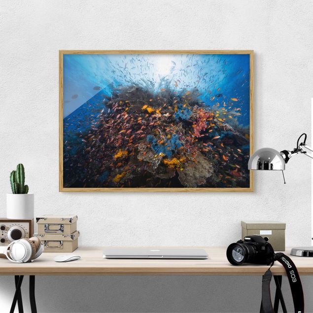 Framed poster - Lagoon With Fish