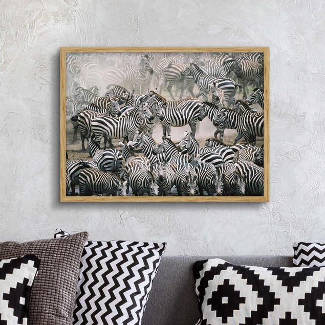 Framed poster - Zebra Herd