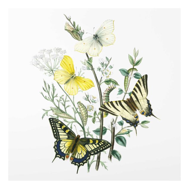 Glass print - British Butterflies III