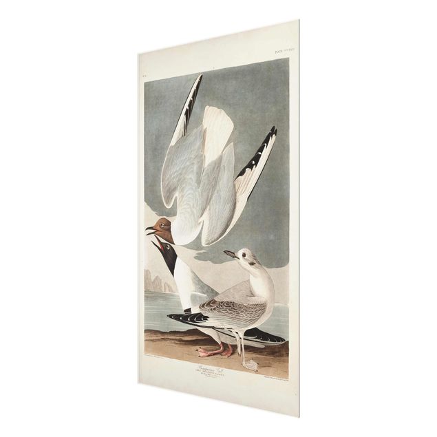 Glass print - Vintage Board Bonaparte Gull