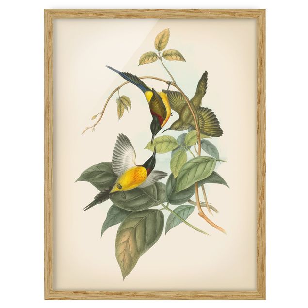 Framed poster - Vintage Illustration Tropical Birds IV
