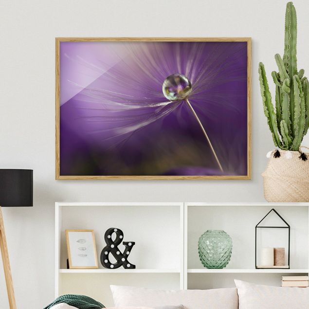 Framed poster - Dandelion In Violet
