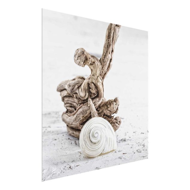 Glass print - White Snail Shell And Root Wood