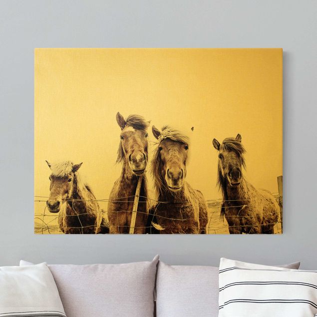 Canvas print gold - Icelandic Horse