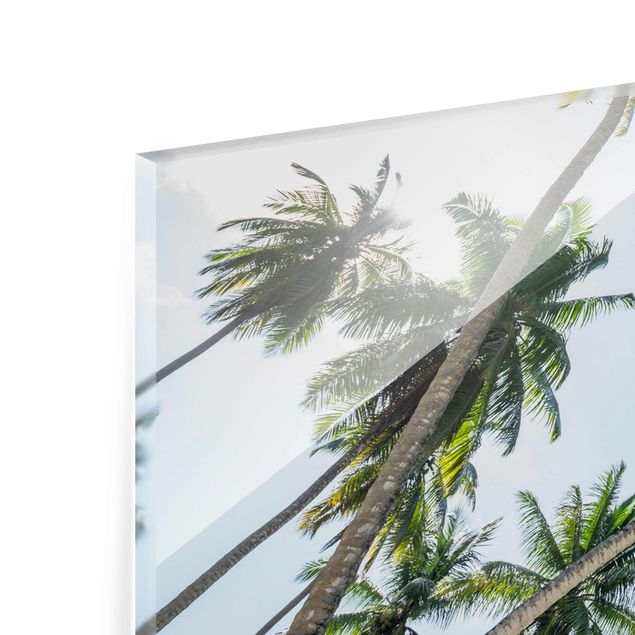 Glass print - Palm Tree Canopy