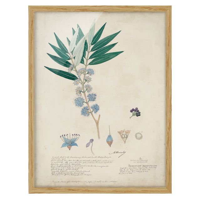Framed poster - Melastomataceae - Angustifolium