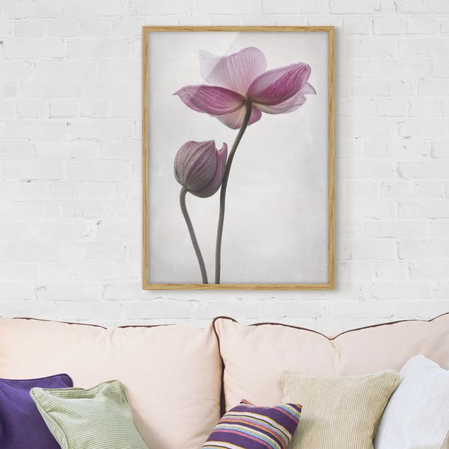 Framed poster - Anemone In Light Pink