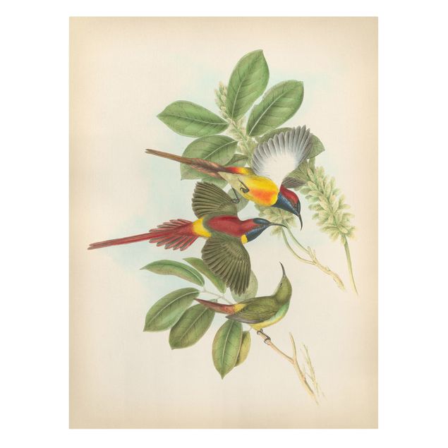 Print on canvas - Vintage Illustration Tropical Birds III