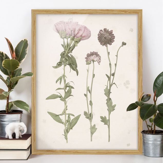 Framed poster - Herbarium In Pink III