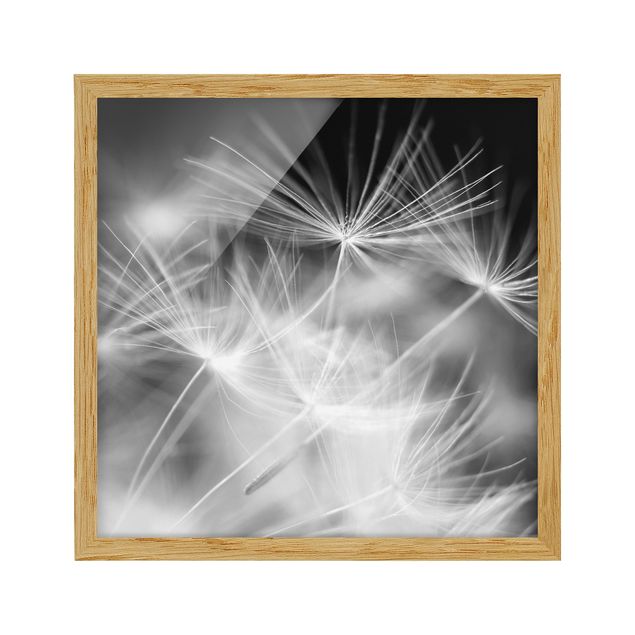 Framed poster - Moving Dandelions Close Up On Black Background