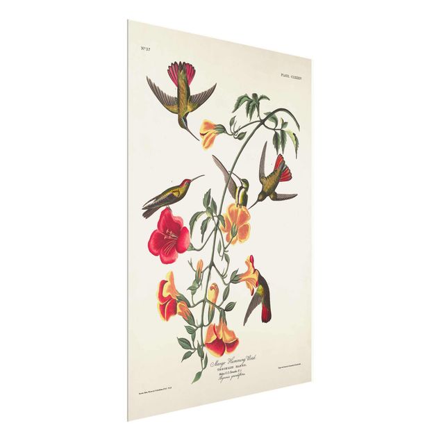 Glass print - Vintage Board Mango Hummingbirds