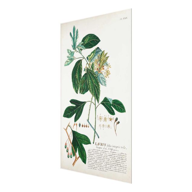 Glass print - Vintage Botanical Illustration Laurel