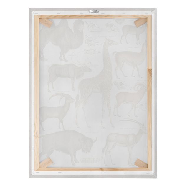 Print on canvas - Vintage Board Giraffe, Camel And IIama