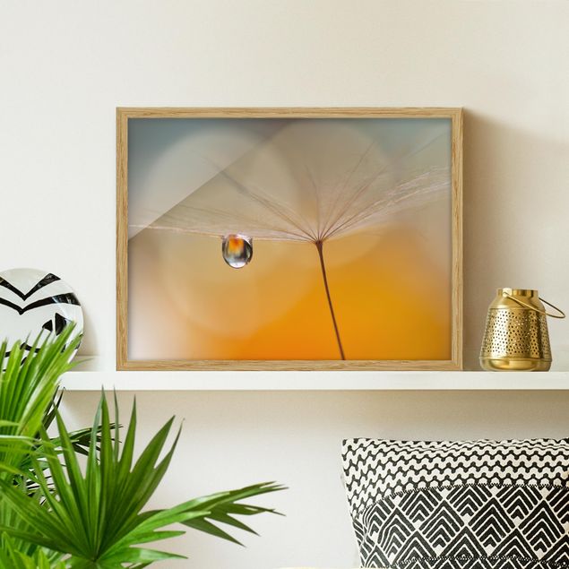 Framed poster - Dandelion In Orange