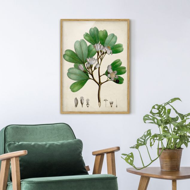 Framed poster - Deciduous Poster III
