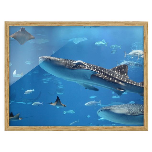 Framed poster - Fish in the Sea