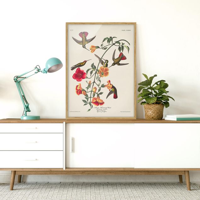 Framed poster - Vintage Board Mango Hummingbirds
