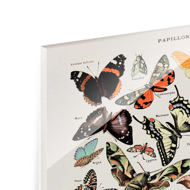 Glass print - Vintage Board Butterflies And Moths