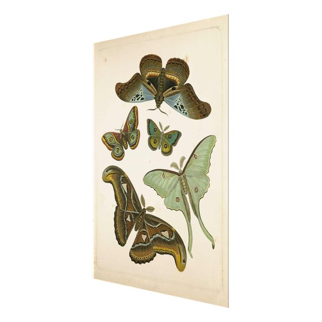 Glass print - Vintage Illustration Exotic Butterflies II