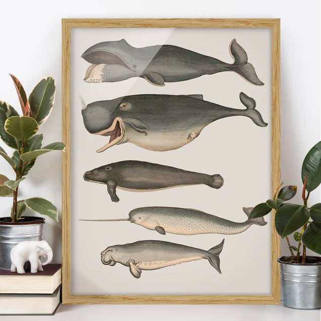 Framed poster - Five Vintage Whales