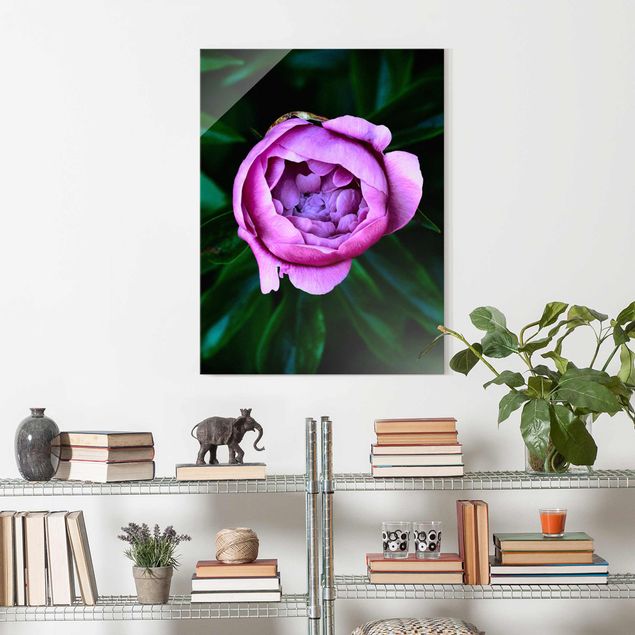 Glas Magnettafel Purple Peonies Blossoms In Front Of Leaves