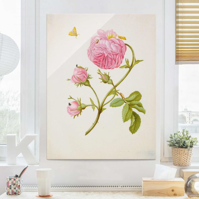 Glass print - Anna Maria Sibylla Merian - Wild Rose With Gracillariidae