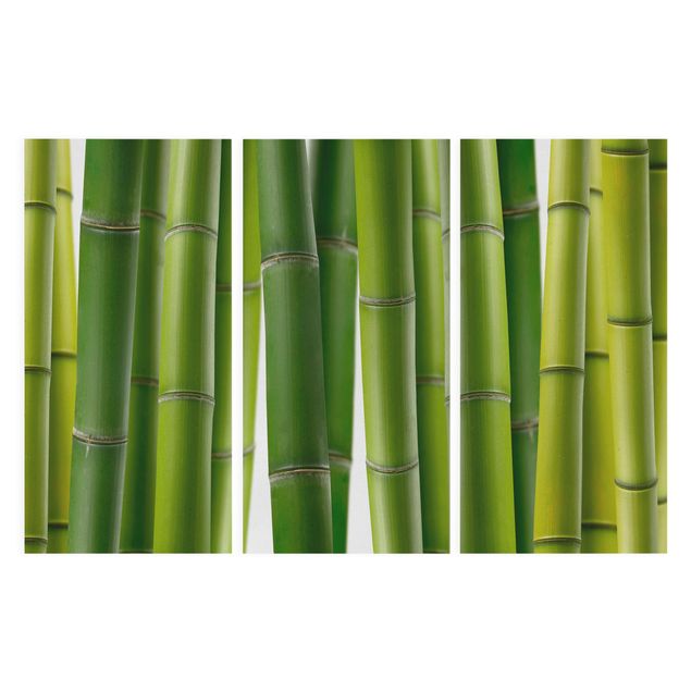 Print on canvas 3 parts - Bamboo Plants