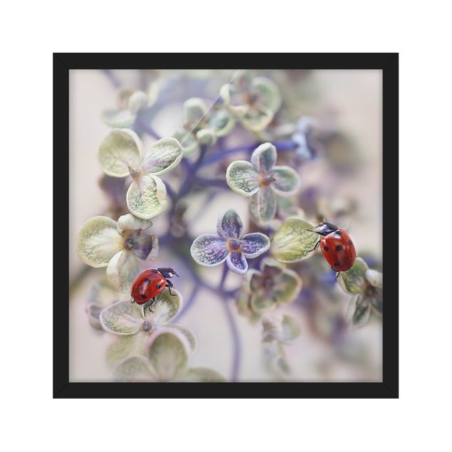 Framed poster - Ladybird In The Garden