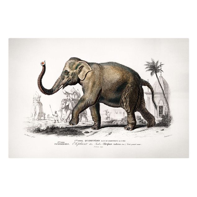 Print on canvas - Vintage Board Elephant