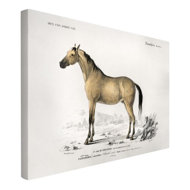 Print on canvas - Vintage Board Horse